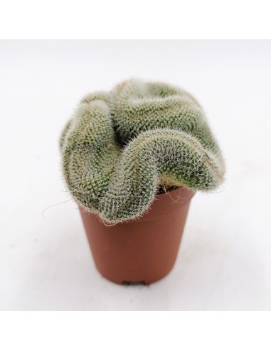 Mammillaria Geminispina crestata pot 5,5