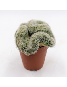 Mammillaria Geminispina crestata pot 5,5