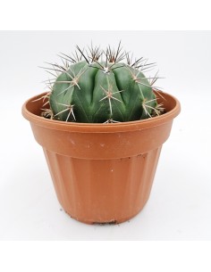 Melocactus Matanzanus pot 13