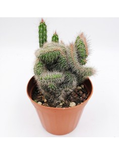 Nyctocereus Serpentinus crestato pot 13