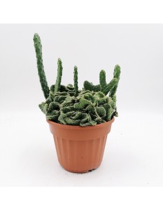 Opuntia Tuna crestata pot 13