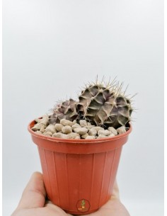 Gymnocalycium Mihanovichii - pot 10