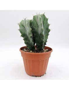 Stenocereus pruinosus pot 13