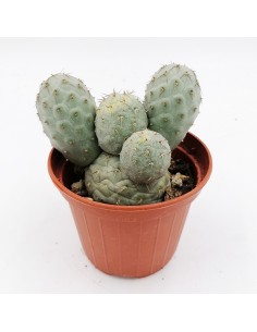 Tephrocactus Geometricus pot 10