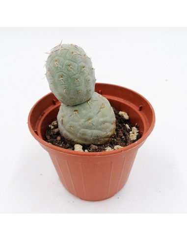 Thephrocactus Geometricus pot 10
