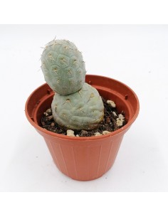 Thephrocactus Geometricus pot 10