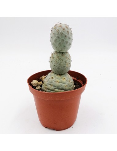 Thephrocactus Geometricus pot 10