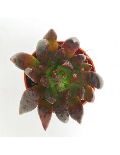 Echeveria black knight pot 5,5 2