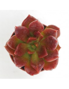 Echeveria black prince pot 5,5 2