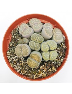 Lithops aucampiae pot 10 2
