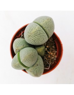 Pleiospilos nelii pot 5,5 2