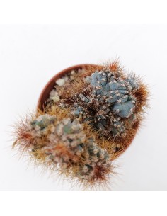 Cereus Peruviano mostruoso pot 13 2