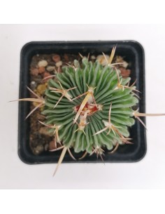 Echinofossulocactus Lamellosus pot 9x9 2