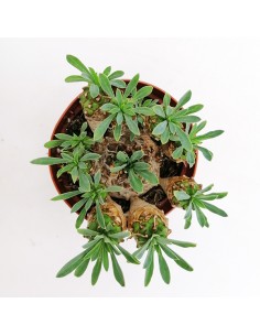 Euphorbia Japonica pot 8 2