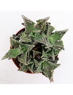 Faucaria Tigrina pot 8 2