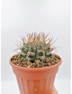 Gymnocalycium Mihanovichii - pot 14