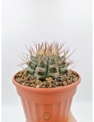 Gymnocalycium Mihanovichii - pot 14