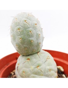 Thephrocactus Geometricus pot 10 2