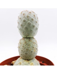 Thephrocactus Geometricus pot 10 2