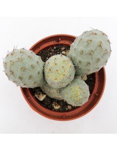 Tephrocactus Geometricus pot 10 2