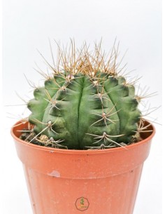 Gymnocalycium Mihanovichii - pot 14