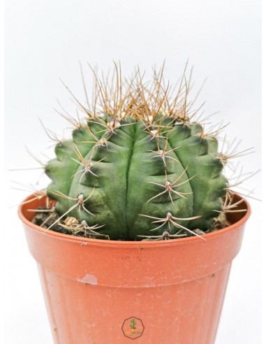 Gymnocalycium Mihanovichii - pot 14