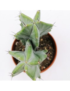 Stenocereus pruinosus pot 13 2