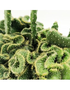 Opuntia Tuna crestata pot 13 2