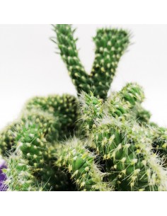 Opuntia Cylindrica cresatata pot 13 2