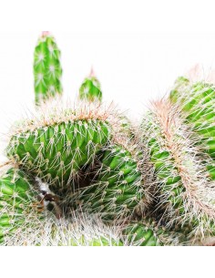 Nyctocereus Serpentinus crestato pot 13 2