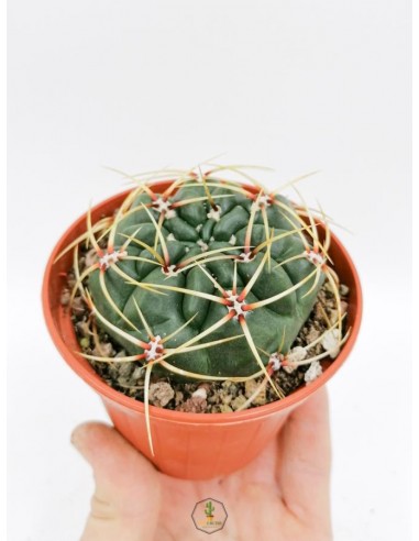 Gymnocalycium Monvillei