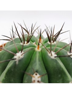 Melocactus Matanzanus pot 13 2
