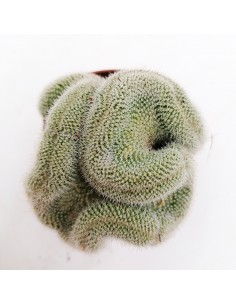 Mammillaria Geminispina crestata pot 5,5 2