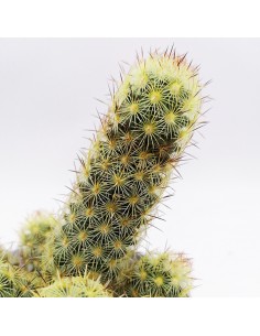 Mammillaria Elongata pot 10 2