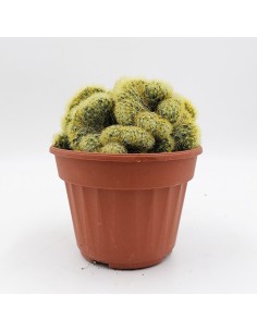 Mammillaria Elongata crestata pot 13 2
