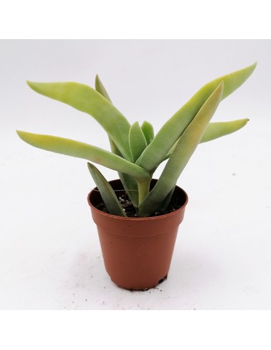Crassula Falcata pot 5,5