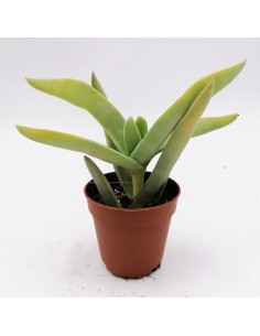 Crassula Falcata pot 5,5
