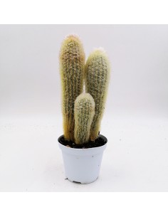 Espostoa lanata subs. lanianuligera pot 10