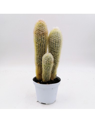 Espostoa lanata subs. lanianuligera pot 10