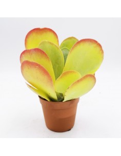 Kalanchoe Tetraphylla pot 6,5