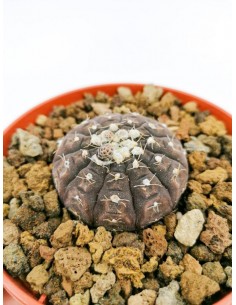 Gymnocalycium Ragonesei - pot 10