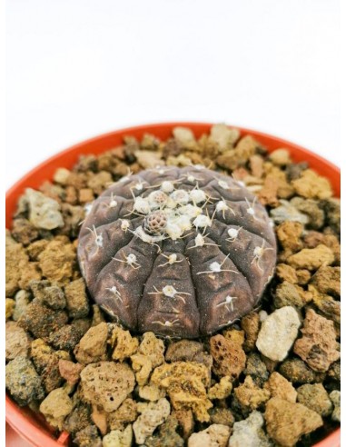 Gymnocalycium Ragonesei - pot 10