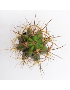 Trichocereus Pasacana pot 5,5 2
