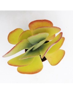 Kalanchoe Tetraphylla pot 6,5 2