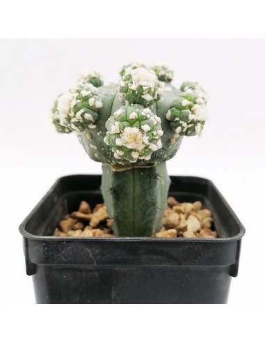 Astrophytum Asterias Goryo proliferante pot 7x7