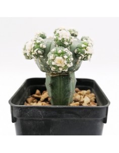Astrophytum Asterias Goryo proliferante pot 7x7