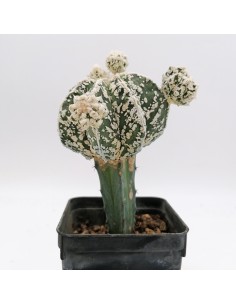 Astrophytum myriostigma cv. Fukuryu Hakuun Haku-jo f. prolifera pot 7x7