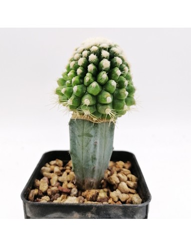Echinocactus Grusonii Mostruoso pot 7x7
