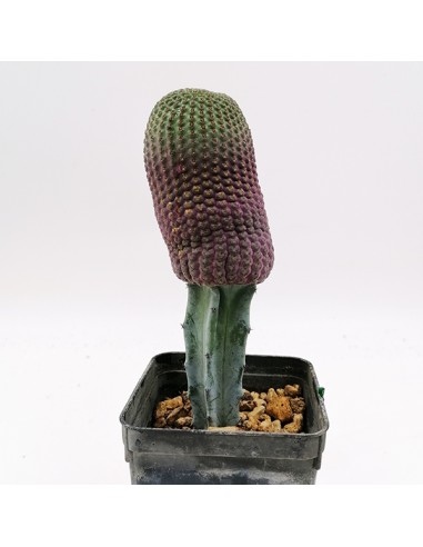 Lobivia Famatimensis pot 7x7