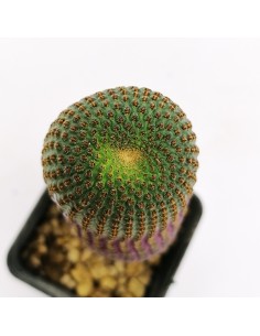 Lobivia Famatimensis pot 7x7 2